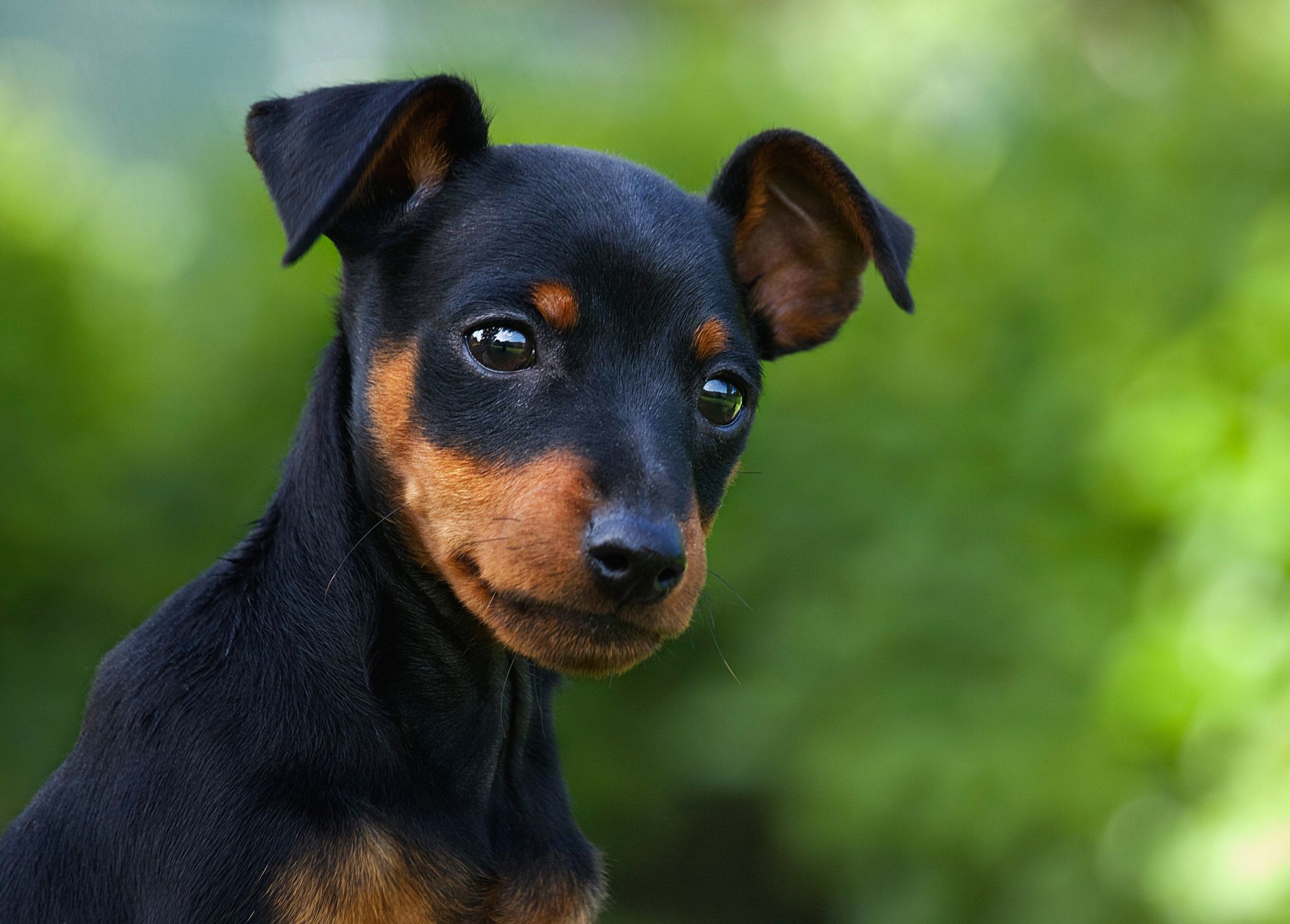 Best fence for small cheap dogs