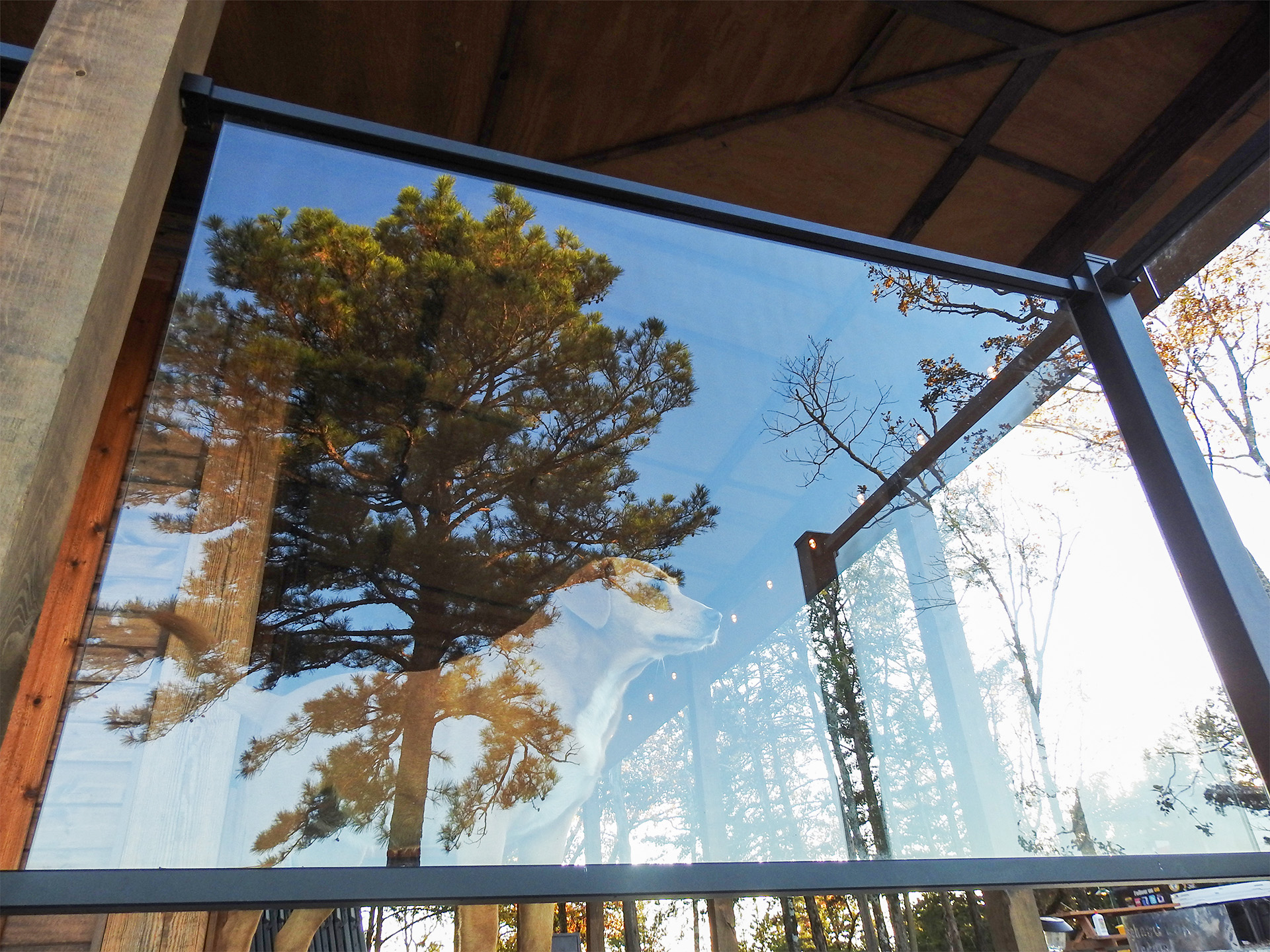 Brown dog looking through glass balcony railing